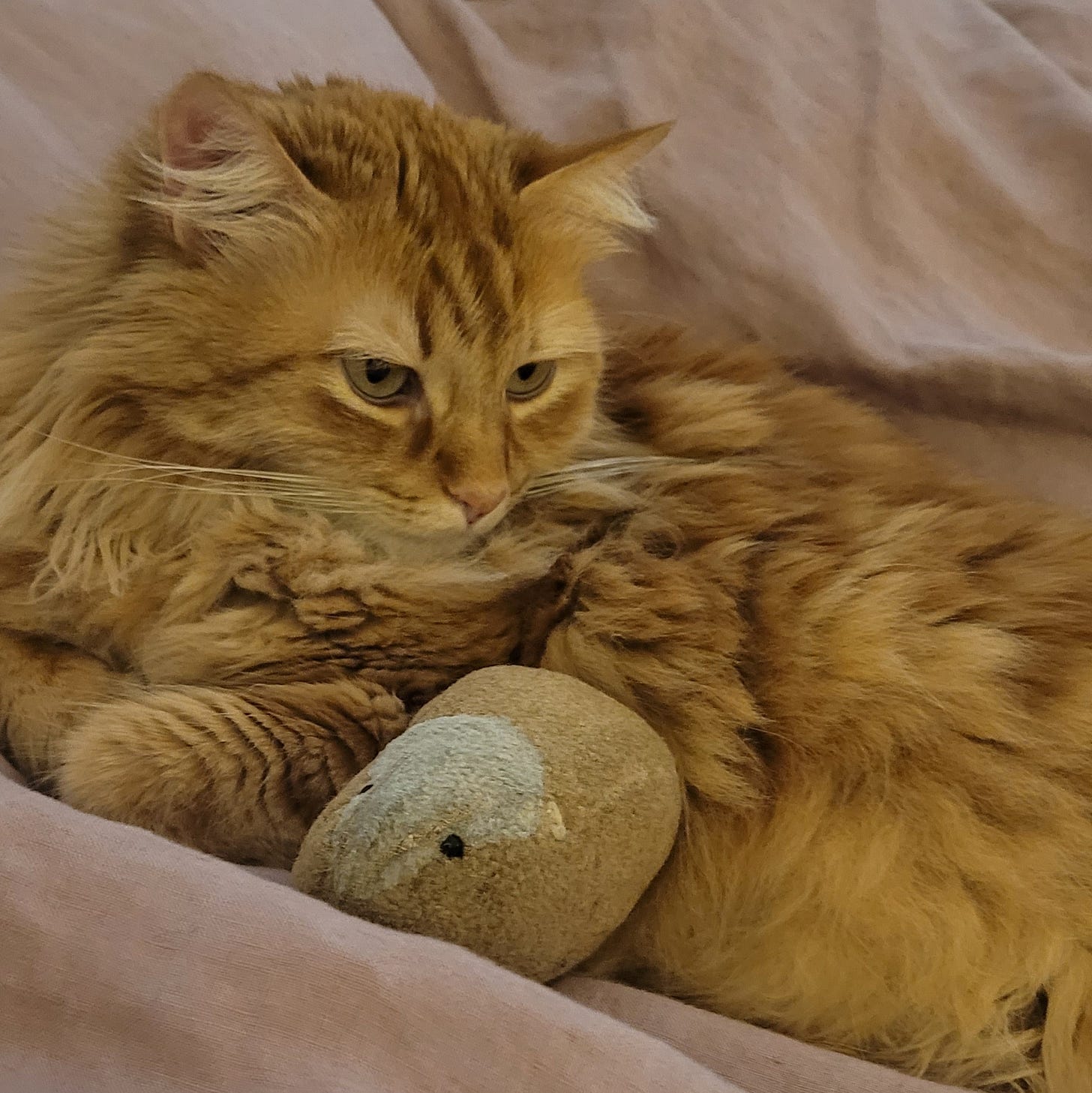 A big, orange cat cuddles a stuffed hamster.