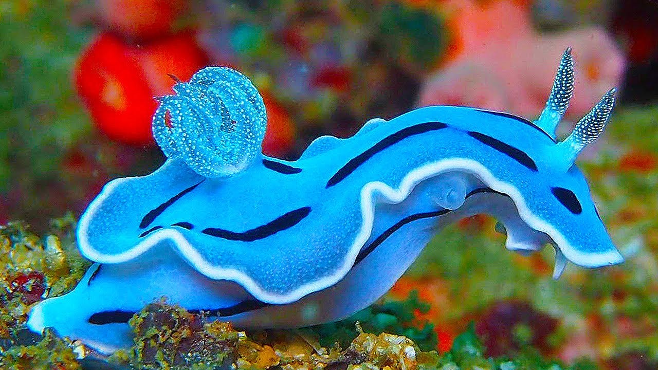 19 INCREDIBLY Colorful Sea Creatures