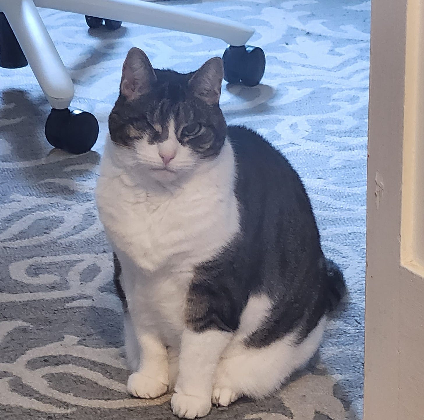 Grey and white short haired cat with one eye