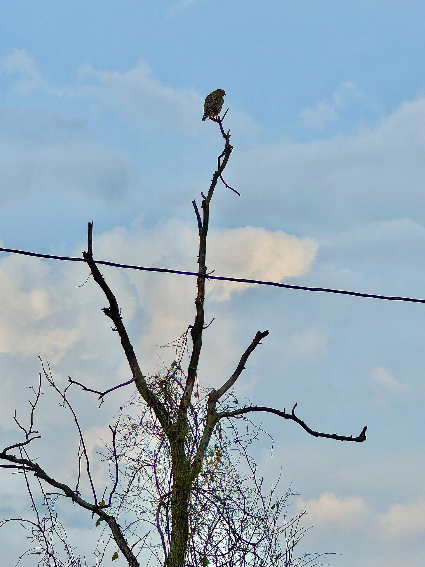 Hawk on bare tree