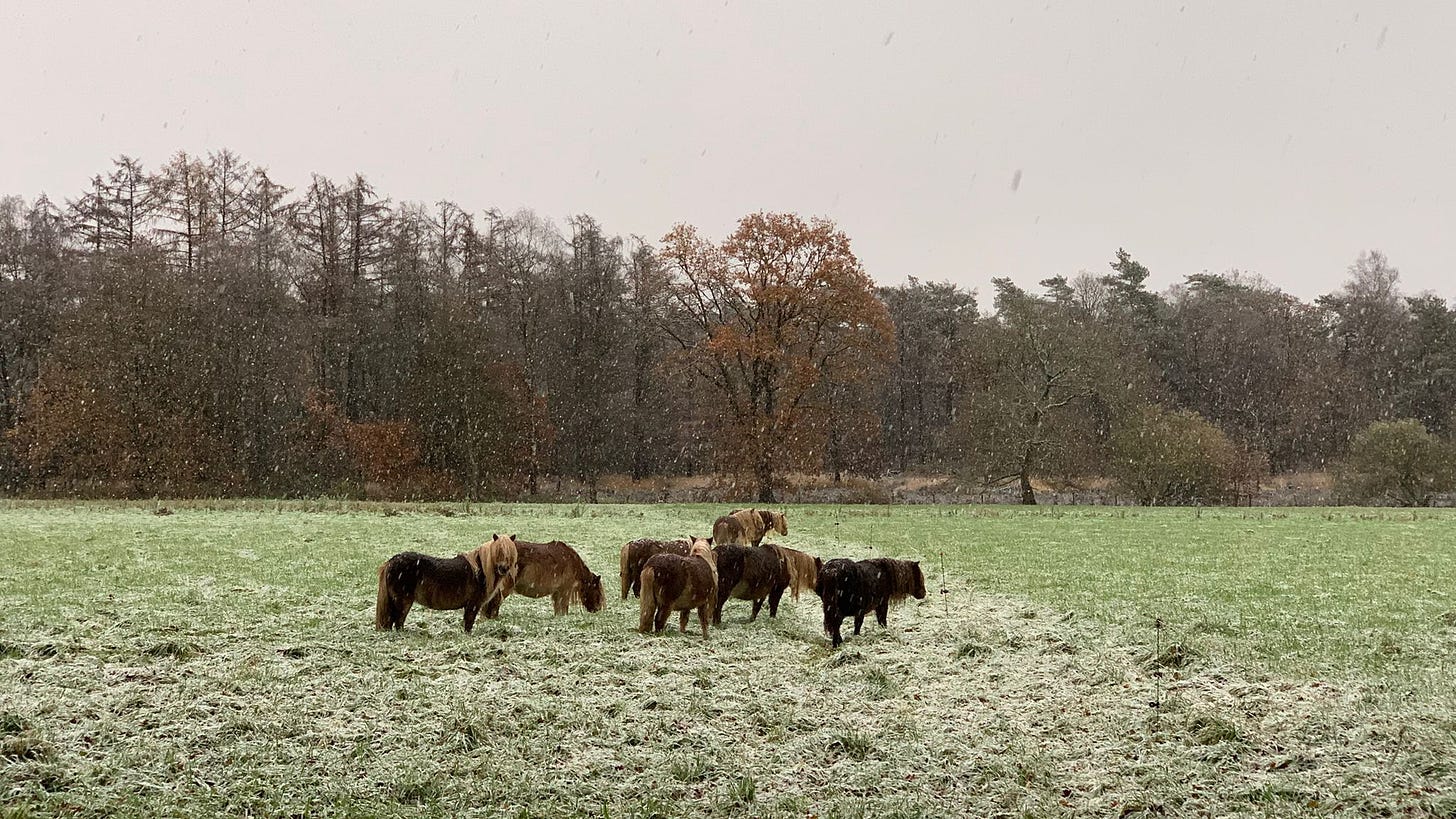 Een groep pony's in de weide, terwijl sneeuwvlokken zachtjes vallen in Rhenen.