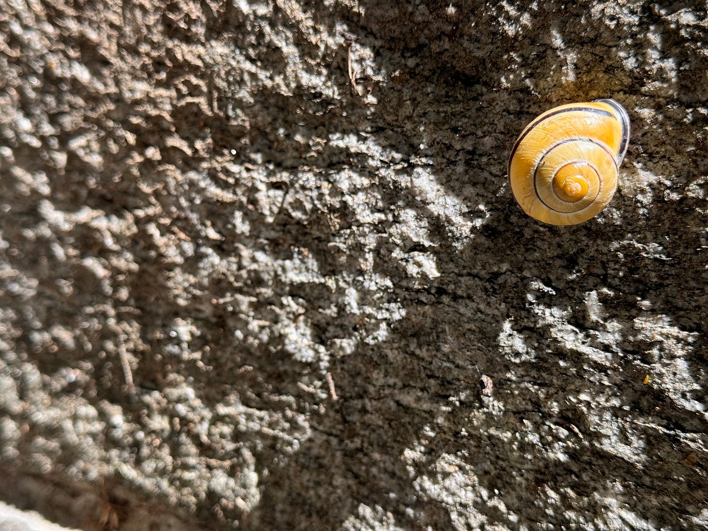 A yellow-ish snail shell as seen from above in sunlight on rocky ground