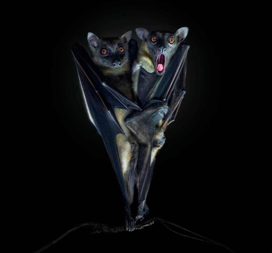 dos murciélagos de la fruta o zorros voladores durmiendo boca abajo