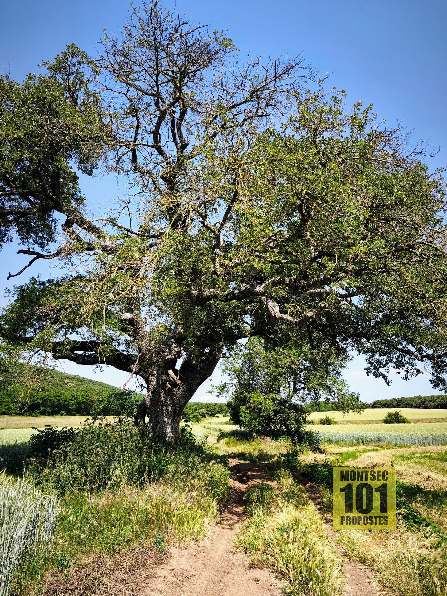 Roure monumental a la vora de l’antic camí de Lleida a Graus que travessa el Pòlie de Purroi, també conegut com el Pòlie de Saganta o Pòlie de Castelló del Pla.