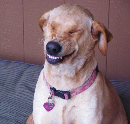 Is that a doggy smile I see? Is that a doggy smile I see?