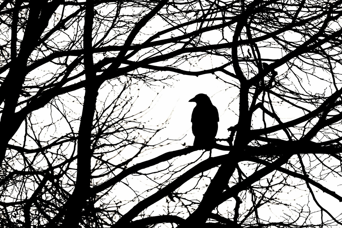 Photo of bird in tree by Mark Timberlake. 