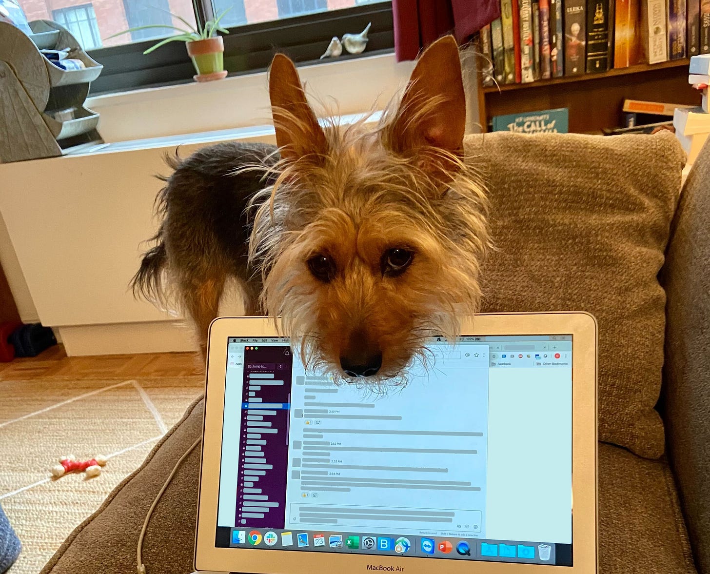 A scruffy tan and black terrier stands behind a laptop with her face hovering in front of it as she glares at the camera
