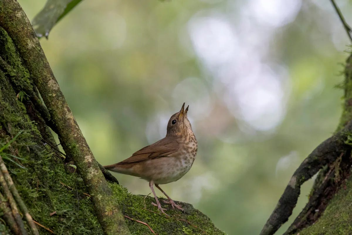 Little brown bird in tree with its head lifted in song.