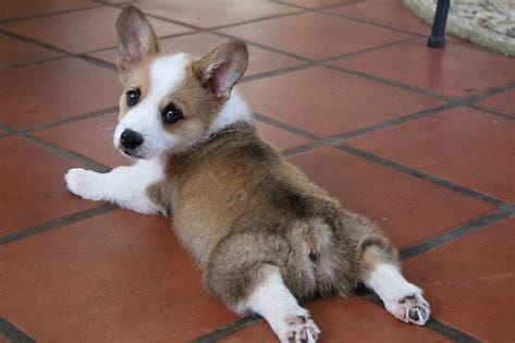 Image result for dog splooting