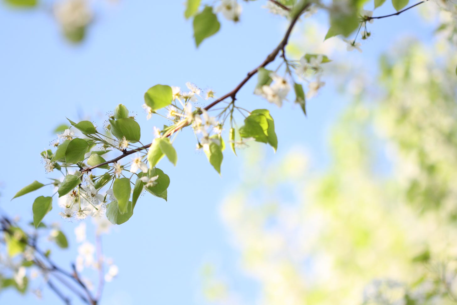 a branch blooming with white flowers against a blue sky
