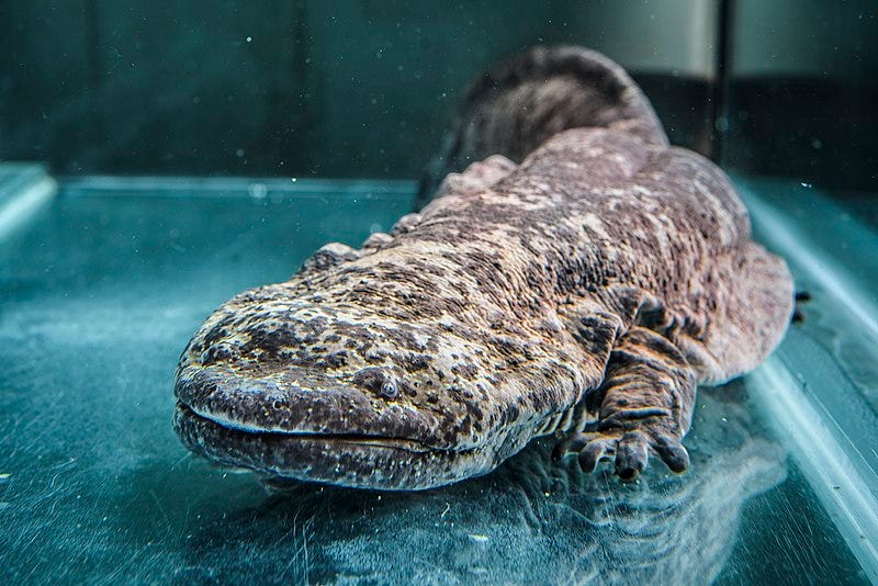 salamandra gigante cinese