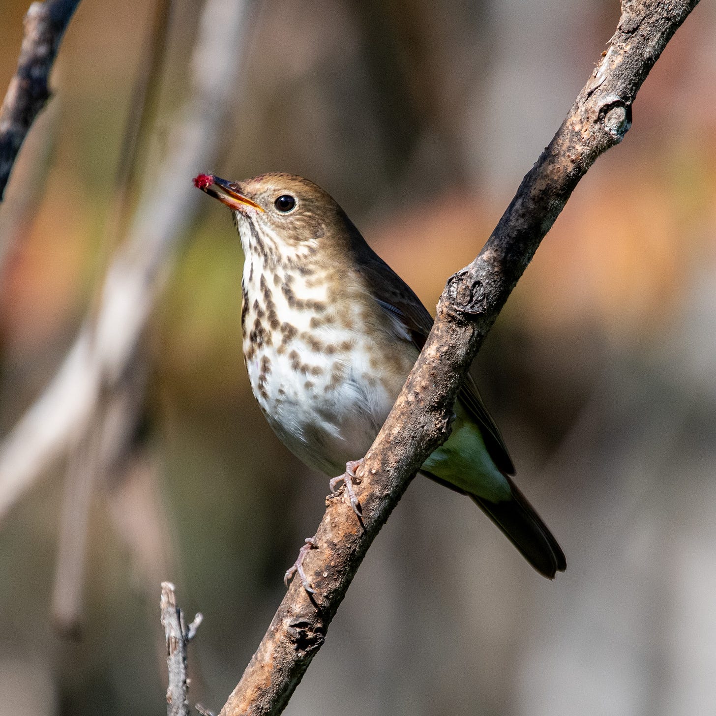 A hermit thrush holds a small red bristly fruit in its beak