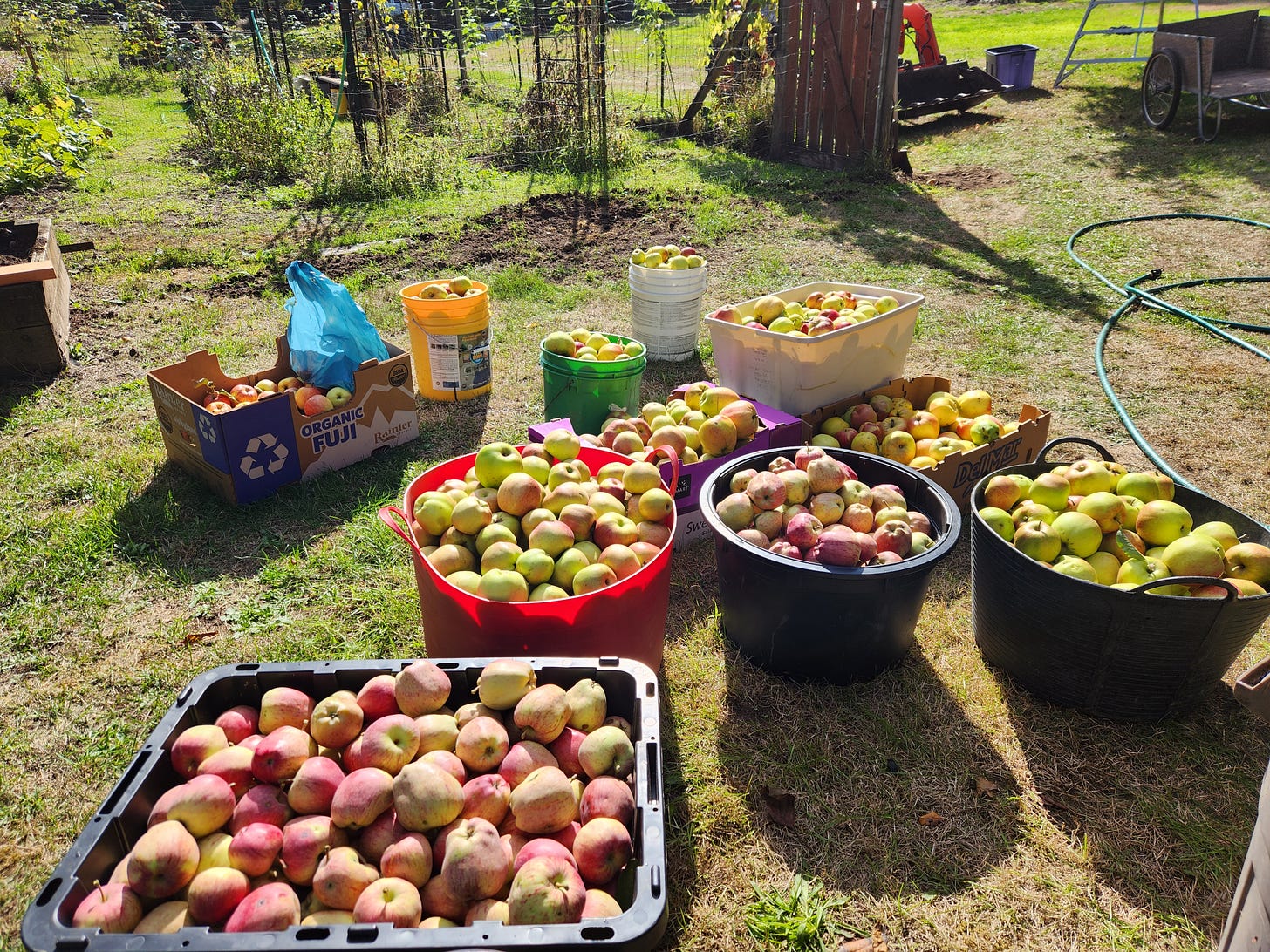 several containers loaded with apples on the grass
