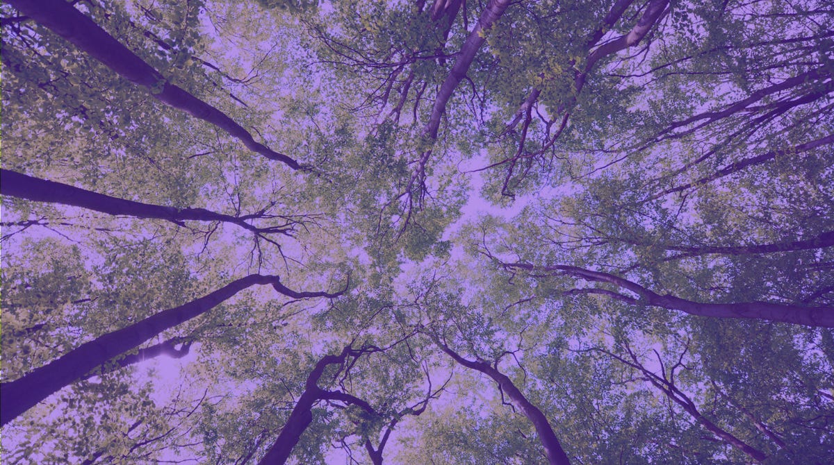 a photo of a tree canopy