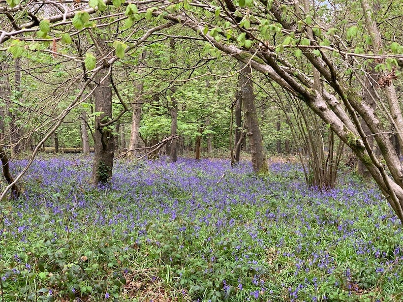 Bluebells (Hyacinthoides non-scripta)