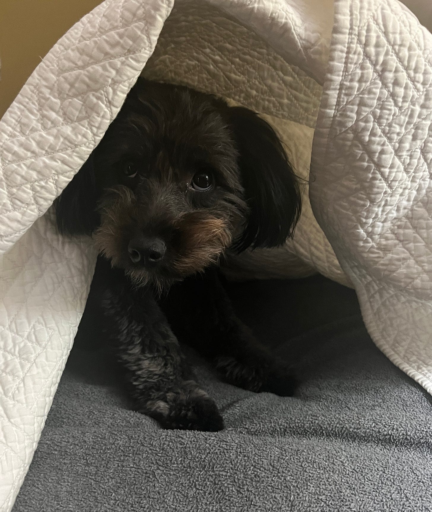 Dog peeking from under a blanket