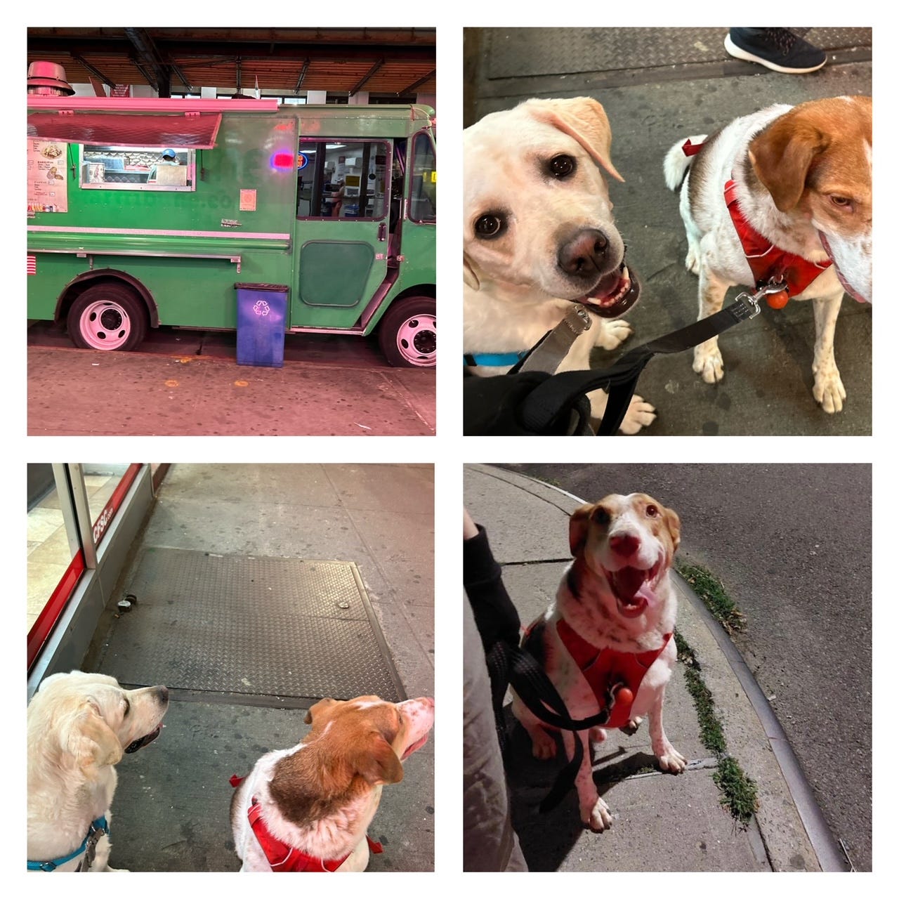 Image shows four images: a green taco truck, an excited yellow lab alongside a pensive hound, a yellow lab and hound looking eagerly into the distance, and an elated hound.