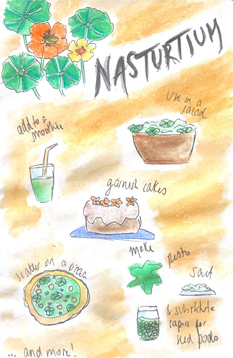 An illustration featuring some ways to consume or use nasturtium in your everyday cooking.