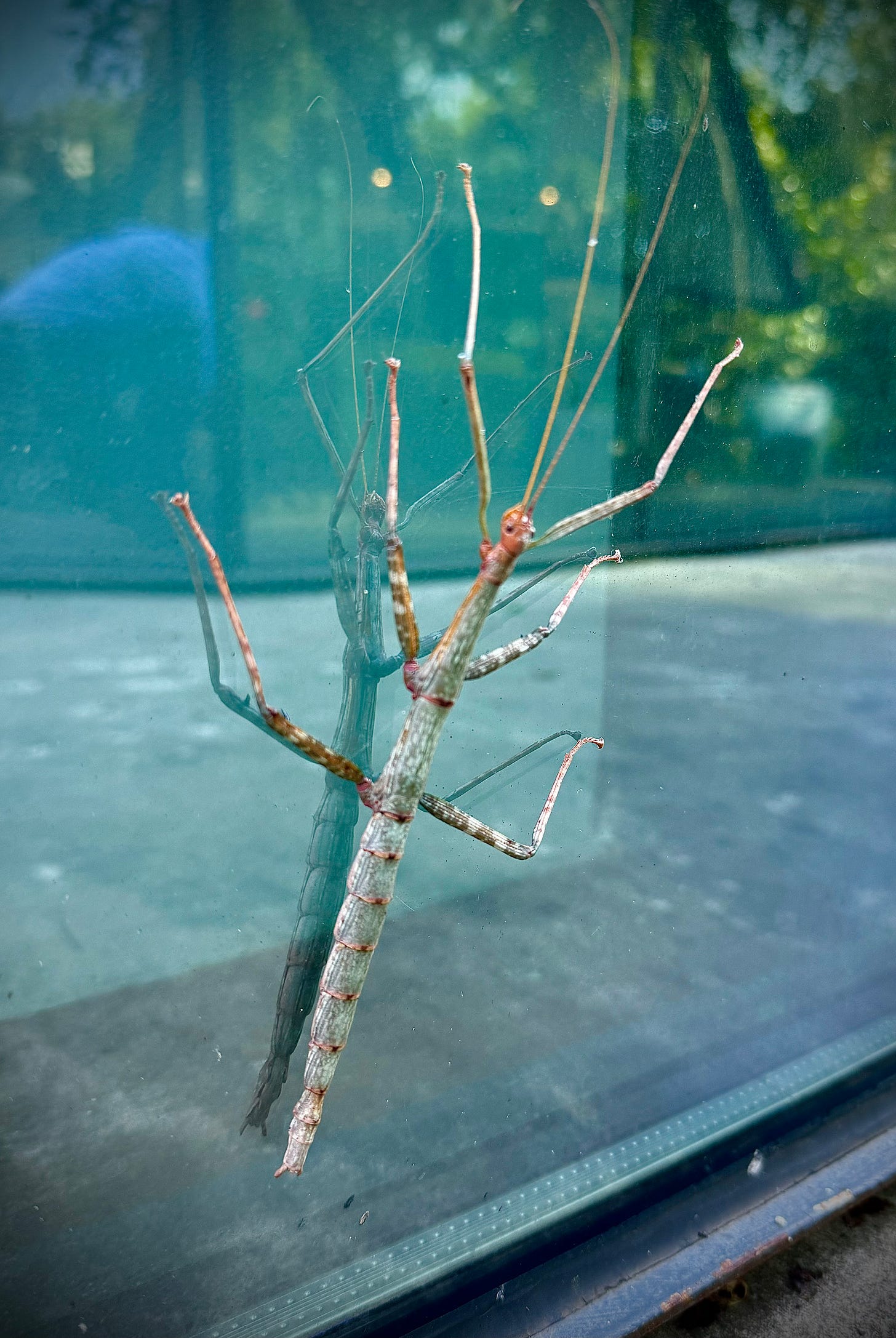 Giant walkingstick on glass