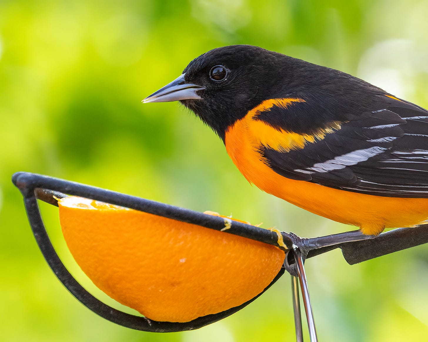 A baltimore oriole perches above half an orange at the bird feeder. The bird is a striking black and orange.