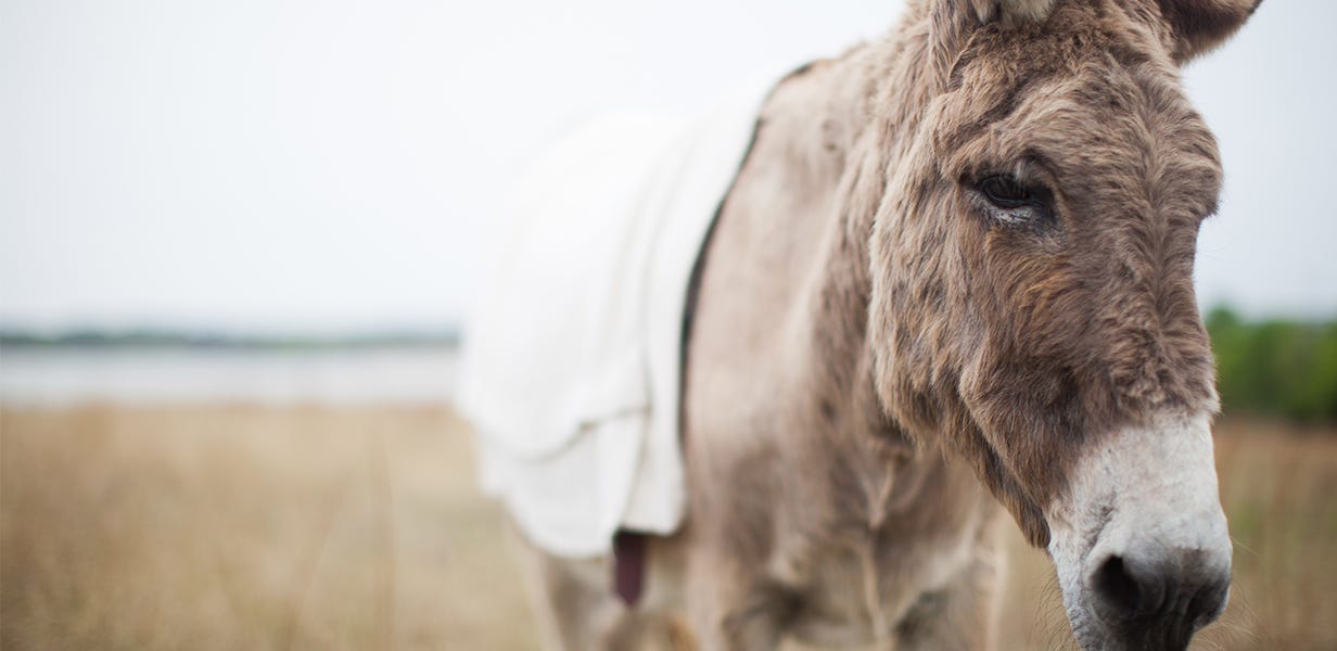 Voices: Jesus' colt ride wasn't a rodeo