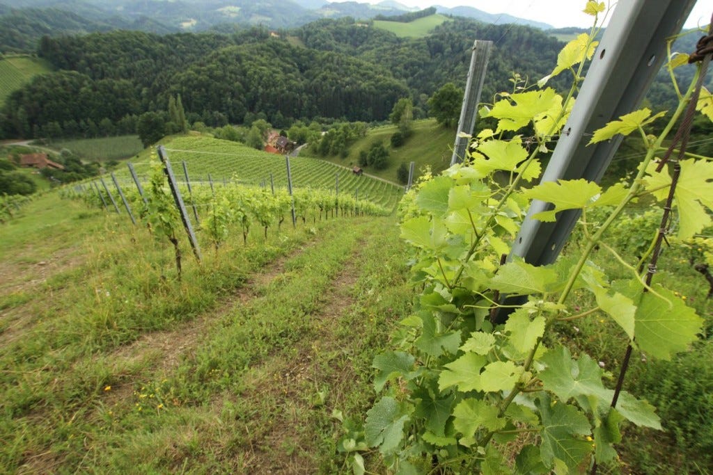 Tauss vinyeards in Southern Styria