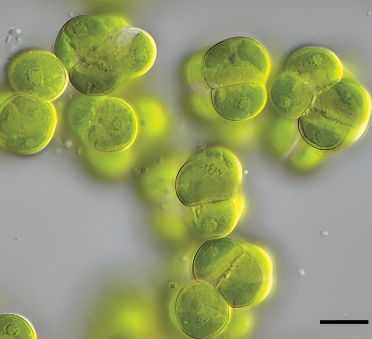 Complex green organisms emerged a billion years ago