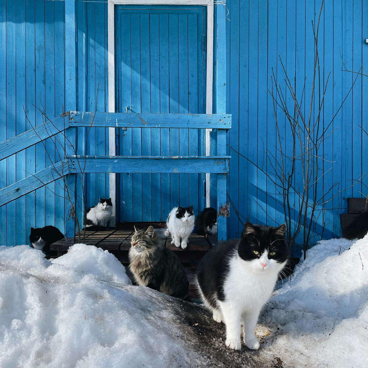 Free Flock of Cats with Timber House Painted Blue in Background Stock Photo
