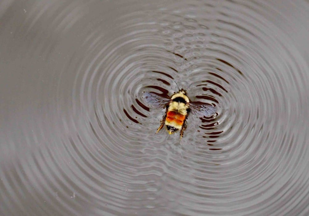 Bee leaving a vibration in the water from its wings