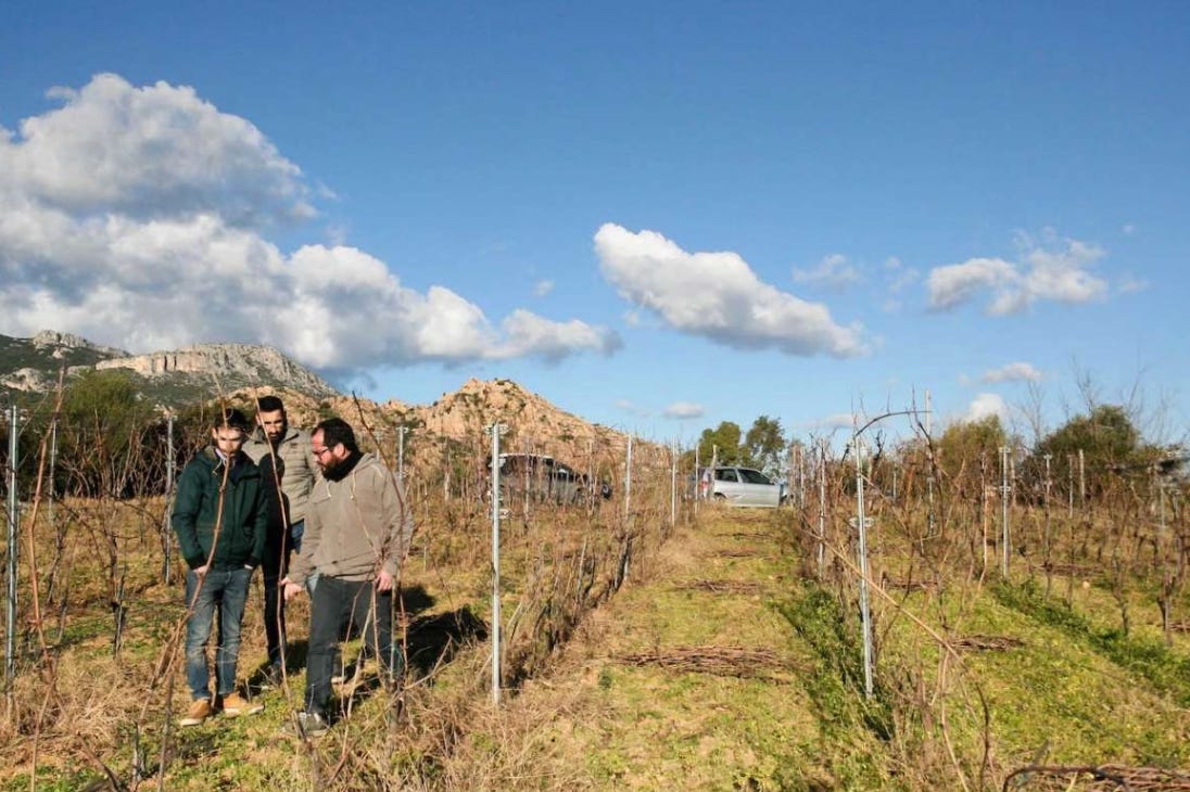 winemakers in a vineyard