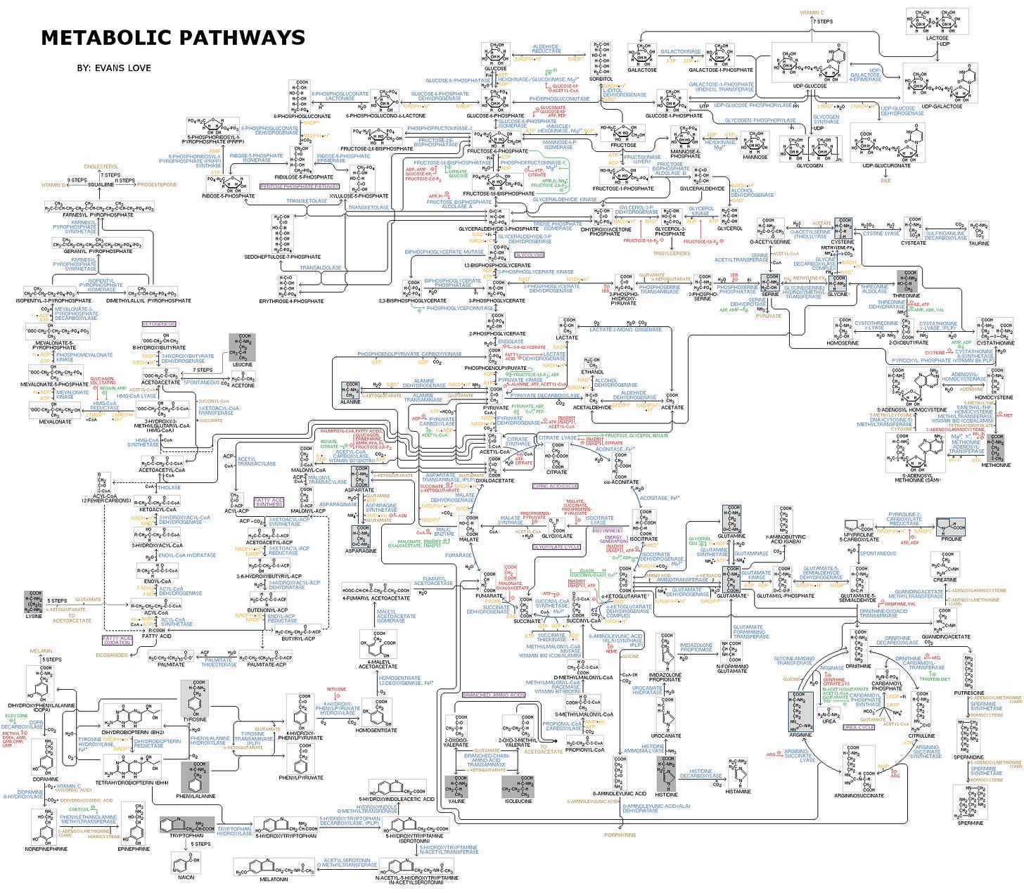 https://upload.wikimedia.org/wikipedia/commons/a/a8/Human_Metabolism_-_Pathways.jpg