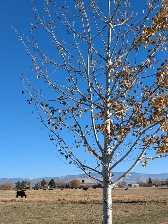 a silver-barked aspen tree against a blue sky with cows and mountains in the background. Most of the tree branches are bare, but a few dry golden leaves remain