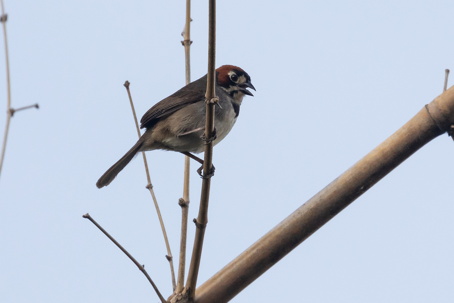 a gray-brown songbird perched on a bare snag. it has a russet head with white around and in front of the eyes and a black beak. it also has a black spot on its chest. it is perched above the viewer, looking down with its mouth open, body facing right