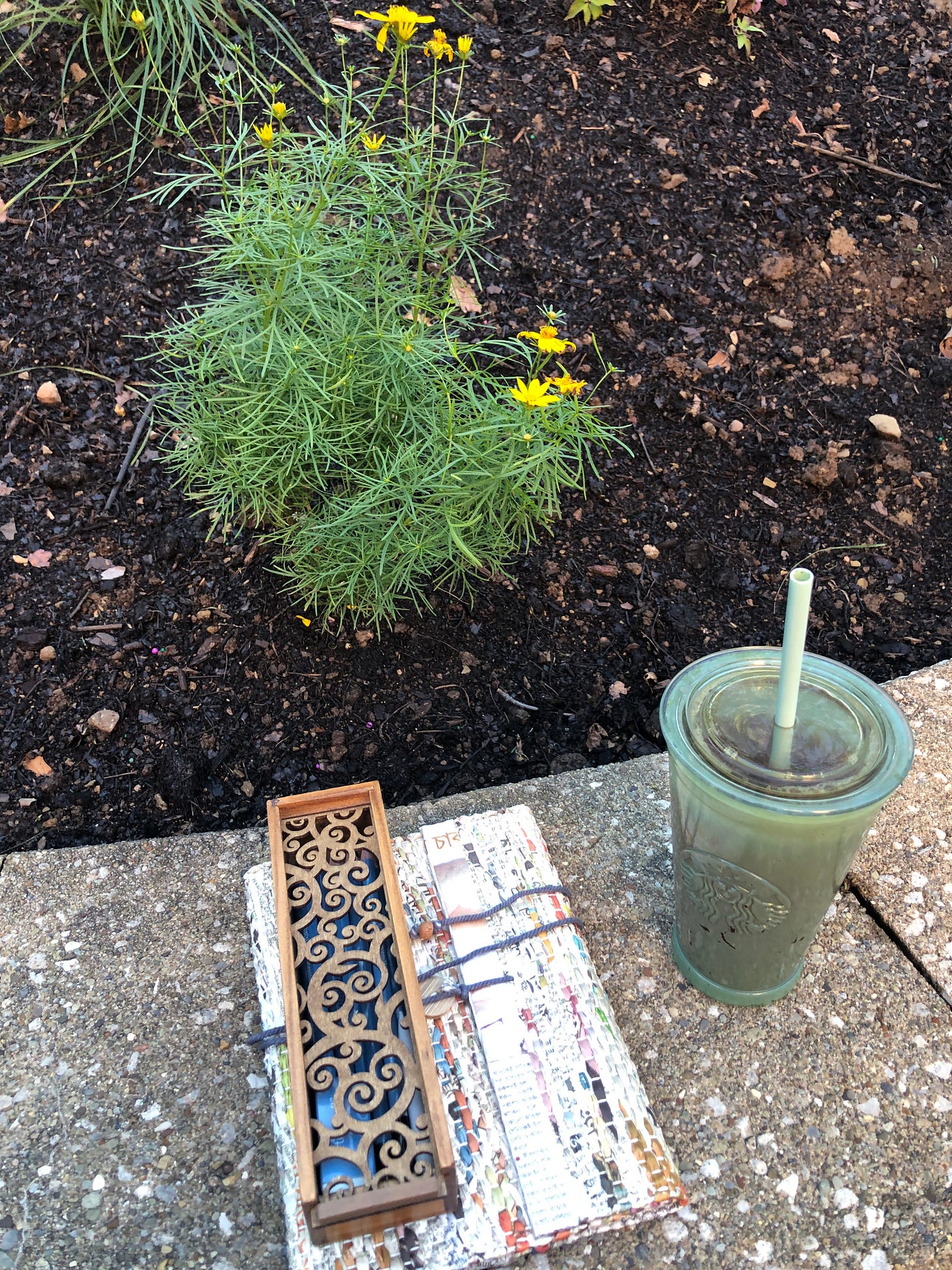 coreopsis plant in Sue's new botanical garden with a glass of tea, notebook and container of drawing pencils