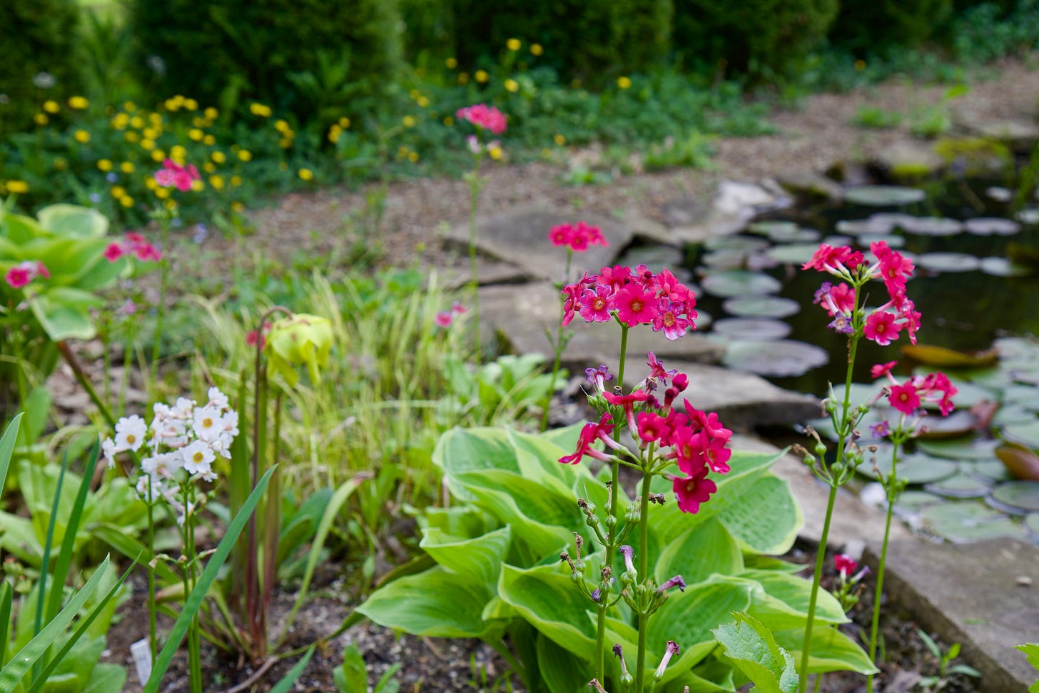 Primula, Hosta, Damera, Carex, Sarracenia and Japanese iris in the Bog. 