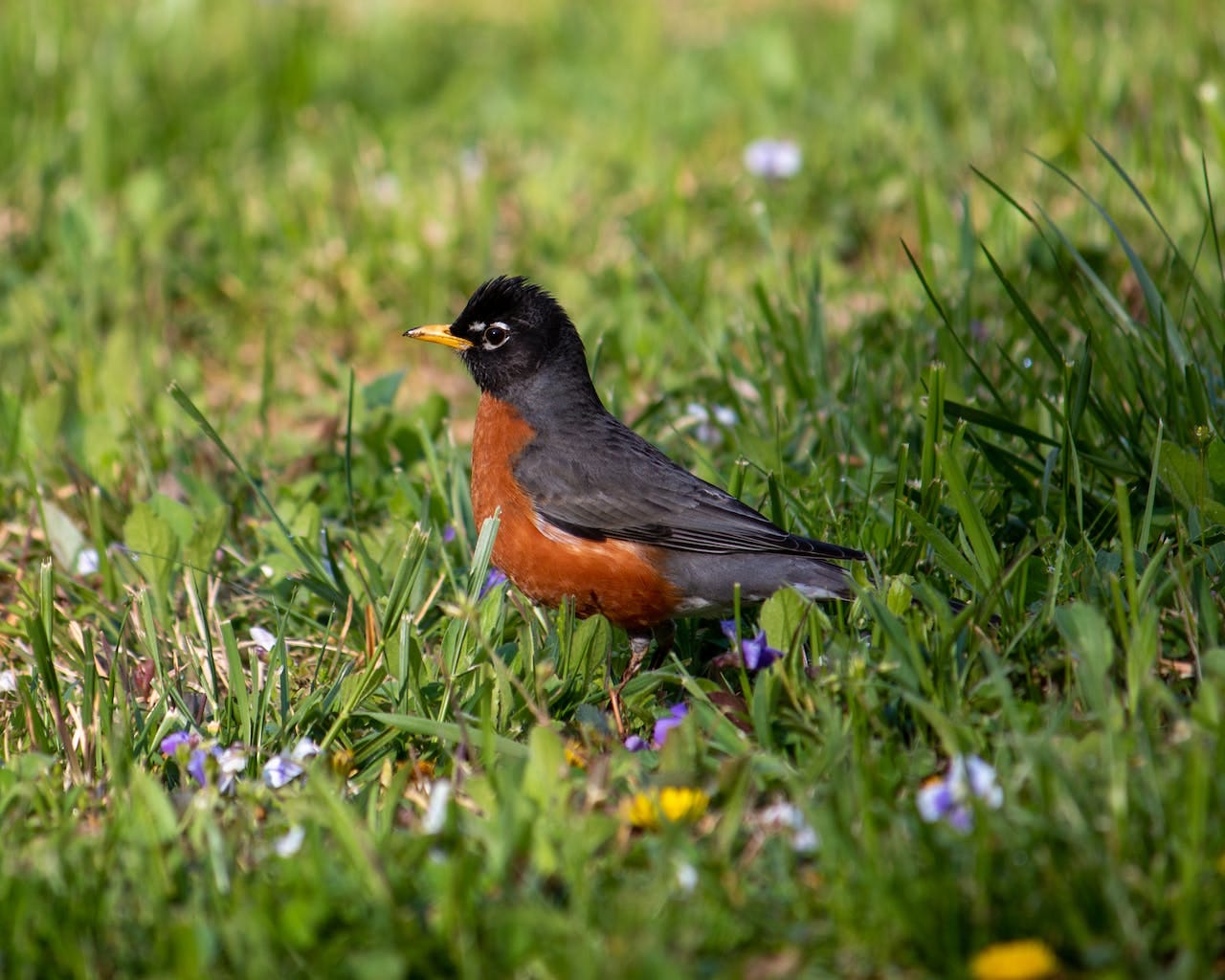 American robin in a grassy field
