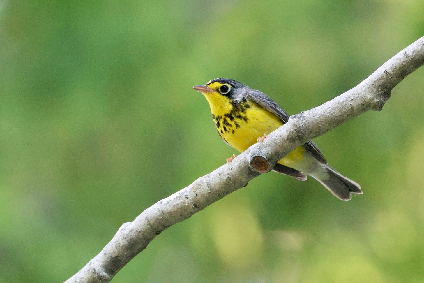 a small yellow-bellied songbird with a ecklace of black markigns and a white eyering, perched on a stick looking to the left set against a blurry pale green background