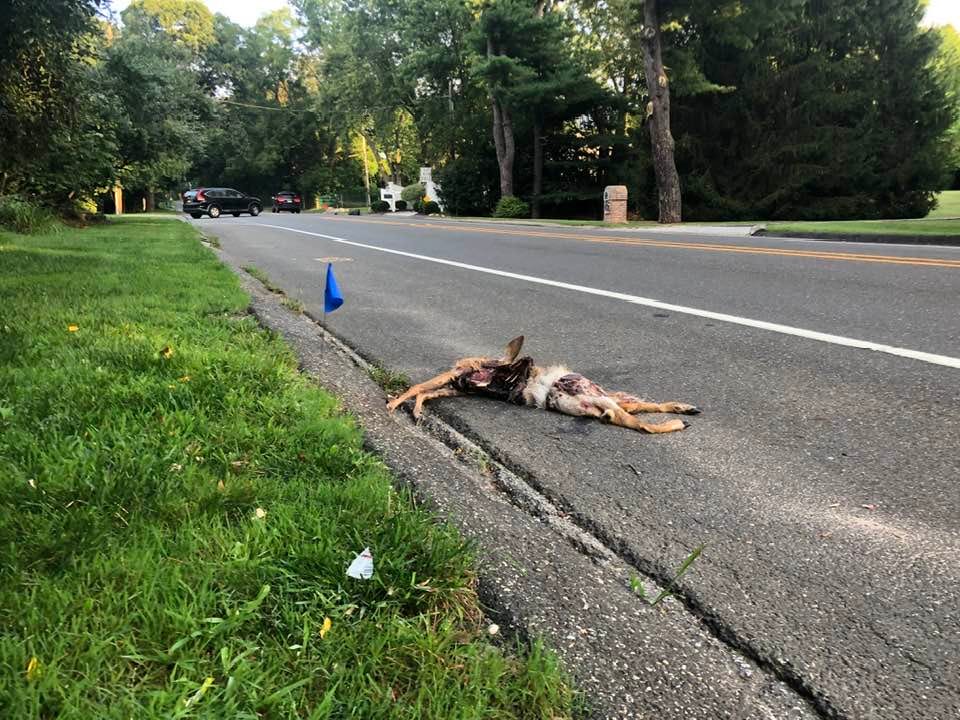 May be an image of deer and road