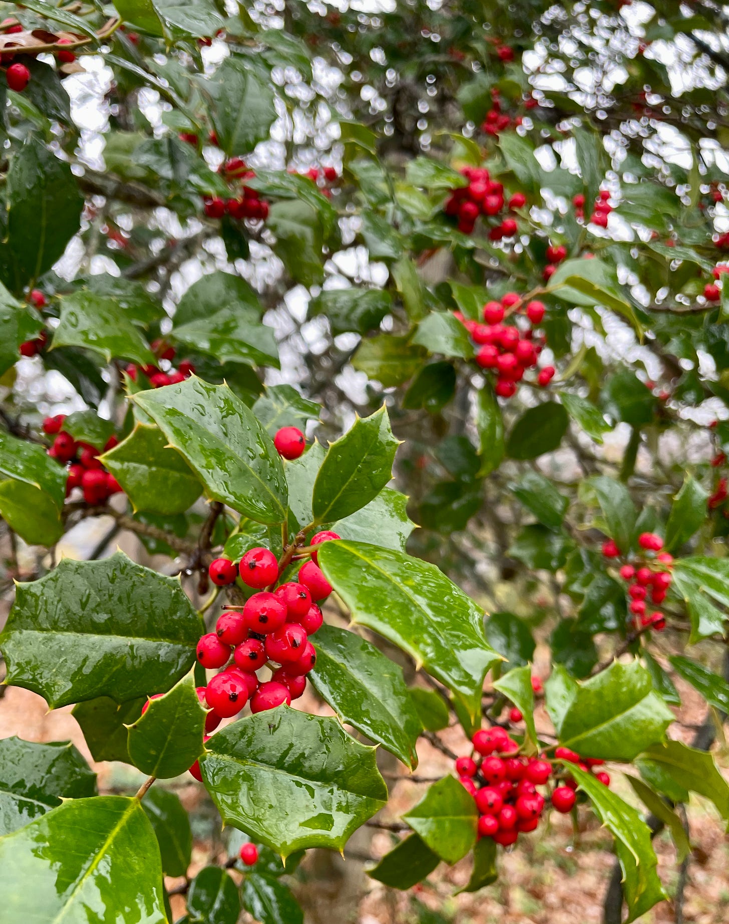 The American Holly (Ilex opaca) has gone red and is ready for the season much before I am. :)