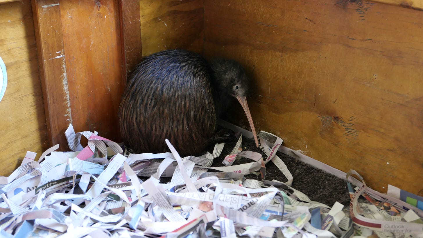 A kiwi hunched up in the corner of its cage.