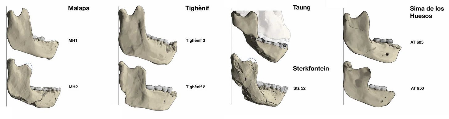 Eight mandibles, arranged in four columns each showing two mandibles in lateral view. Eight mandibles, arranged in four columns each showing two mandibles in lateral view.