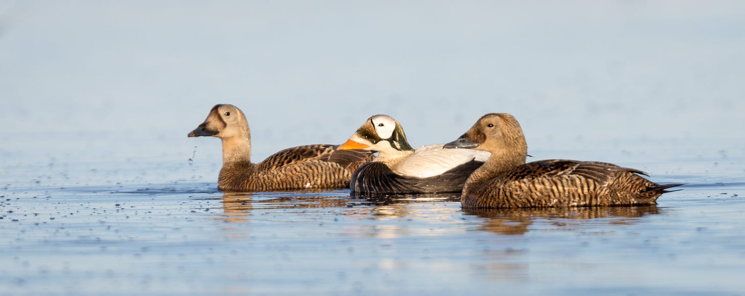 three spectacled eiders on the water