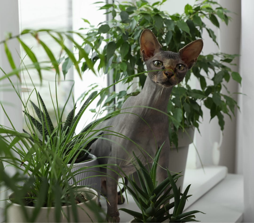 Sphinx cat on windowsill surrounded by houseplants