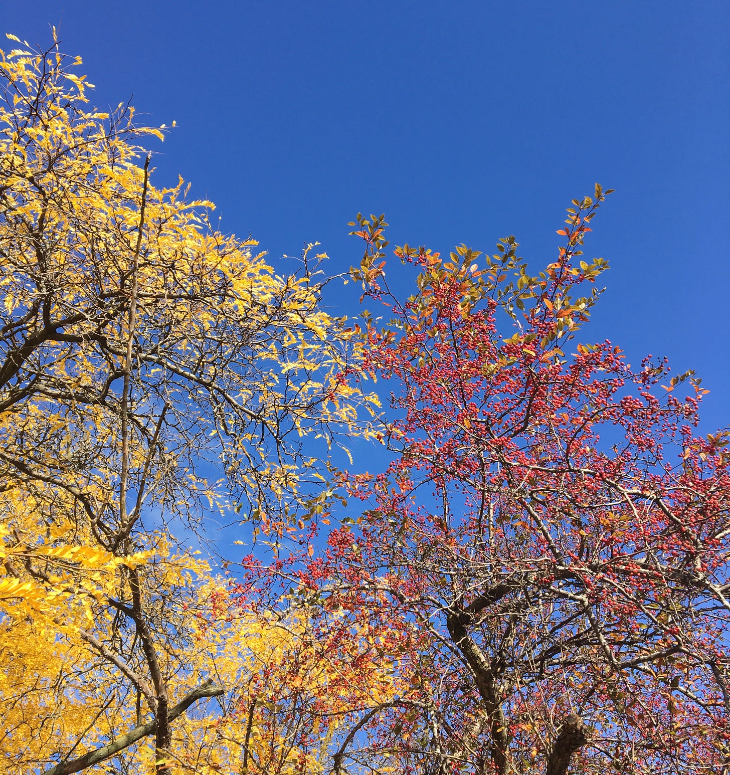 a tree with yellow leaves and another with red buds with a very blue sky in the background