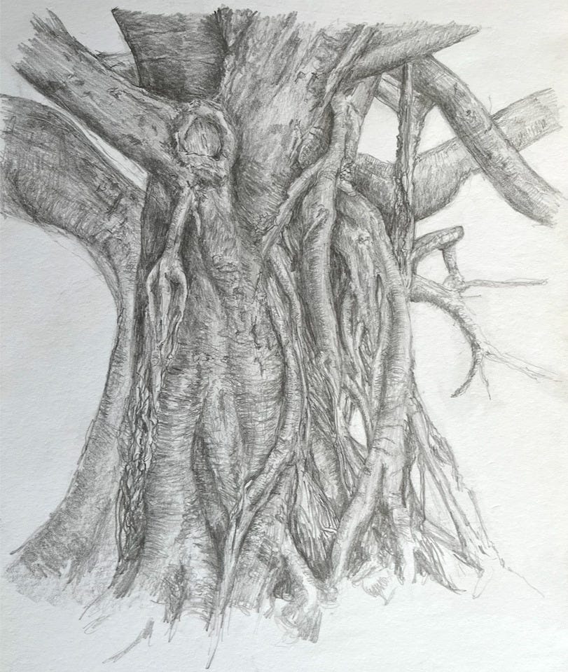 A drawing of the trunk of a Fictus tree