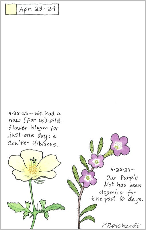 Perpetual Journal, week of Apr. 23-29: Purple Mat in Bloom (2024); Coulter Hibiscus in Bloom (2023)