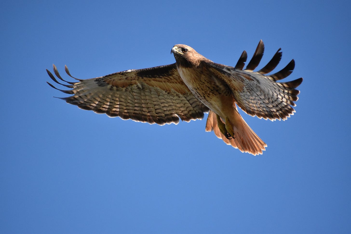 Blue sky background and photo of hawk in flight with wings outstretched.