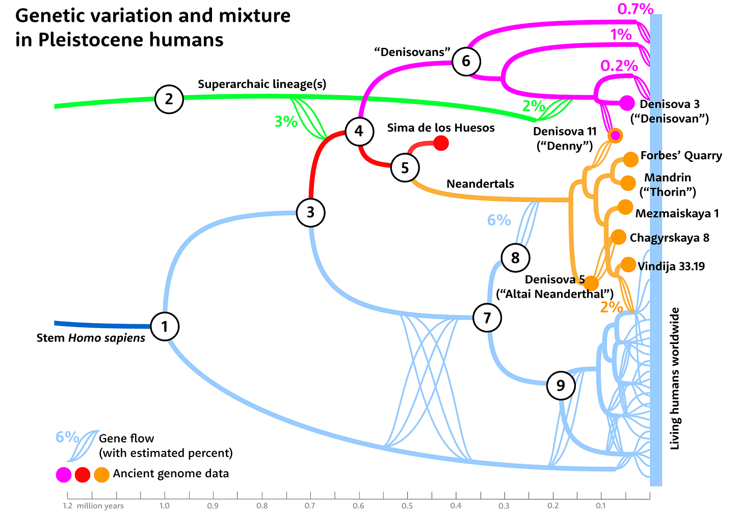 Tree of relationships of Pleistocene genomes and their connections with living people worldwide. Tree of relationships of Pleistocene genomes and their connections with living people worldwide.