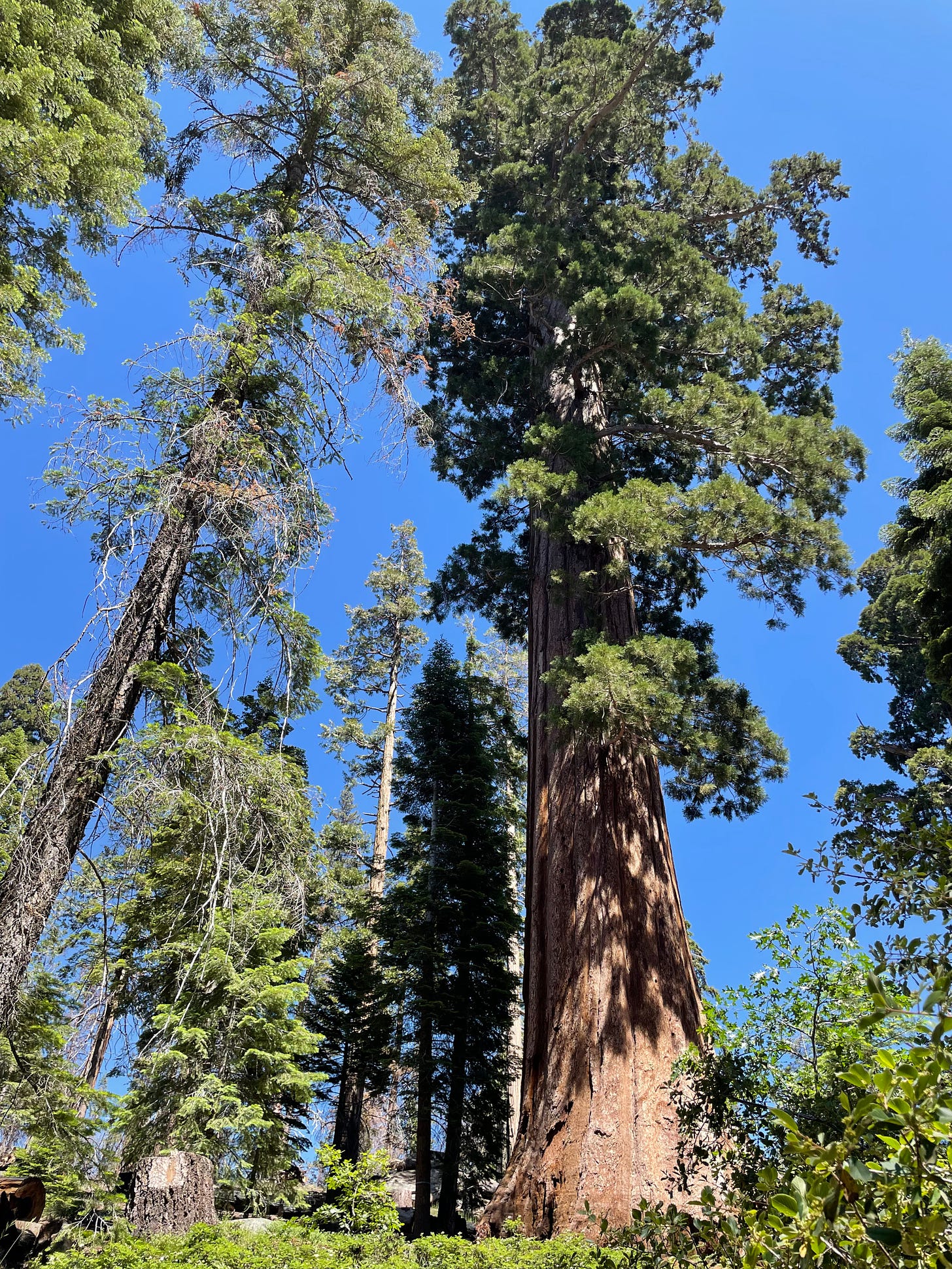 a giant sequoia tree set against the backdrop of a blue sky