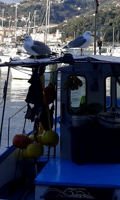 seagulls ignoring each other on a boat in Lerici